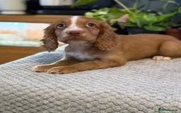 Cocker Spaniel dogs for sale: Four beautiful *working* cocker spaniel puppies - Advert 16