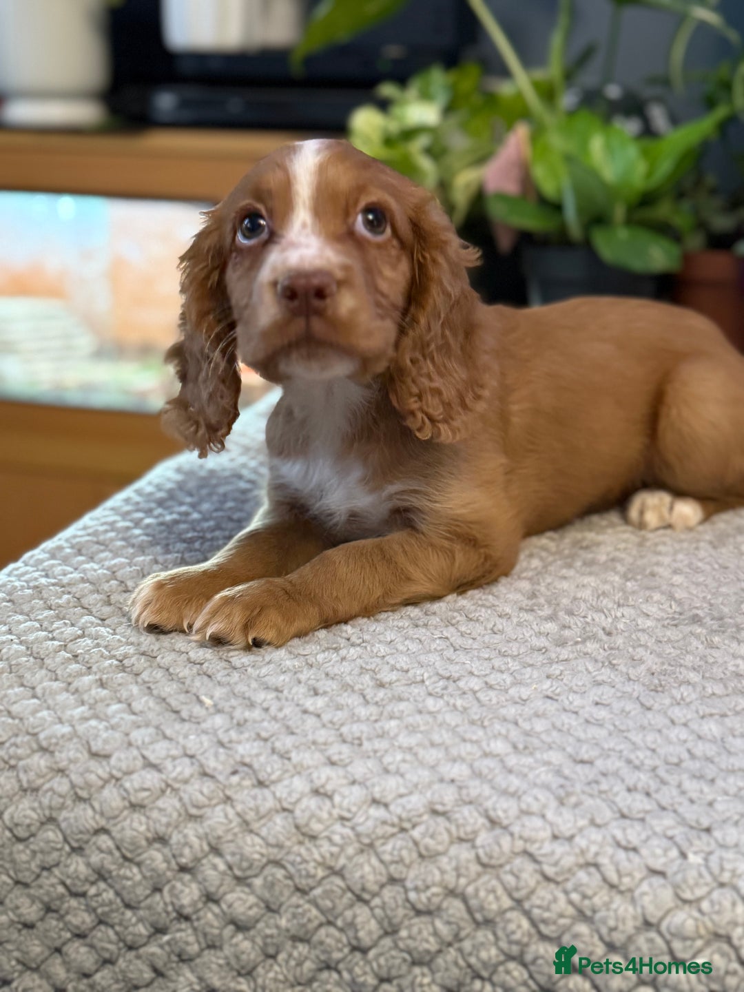Cocker Spaniel dogs for sale: Four beautiful *working* cocker spaniel puppies - Advert 16