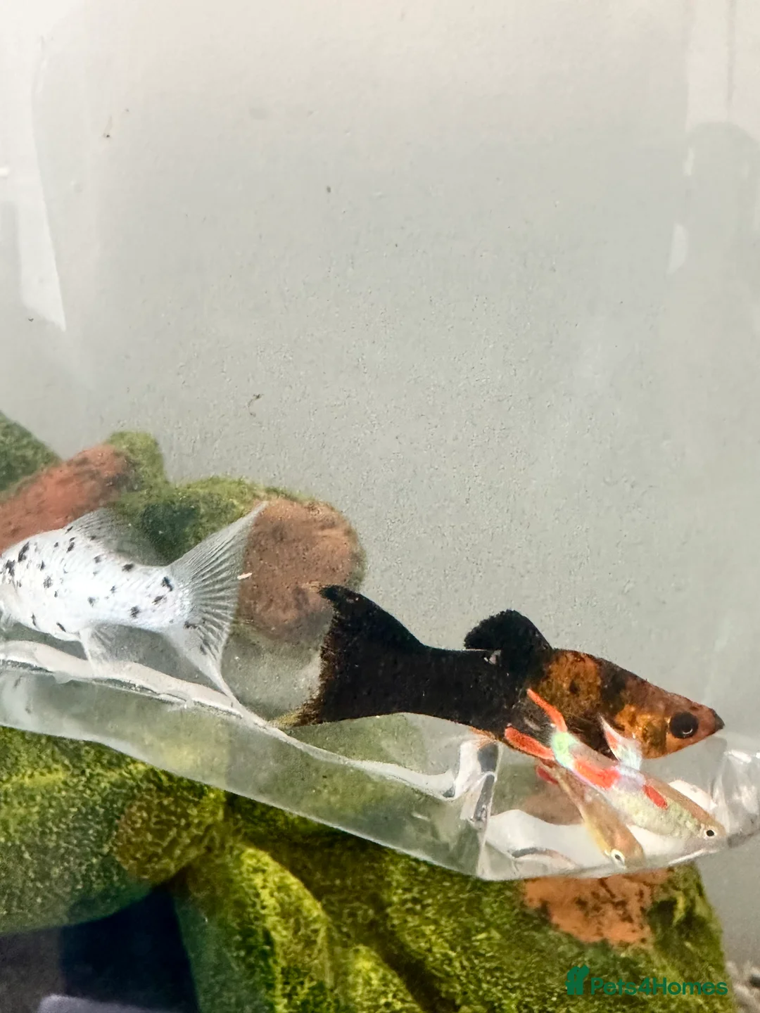 Other/Mixed Breed fish for sale: Fish tank and mixed selection of fish - Advert 4