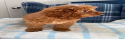 Cavapoo dogs for sale: 🩷💙Outstanding Red Cavapoo Puppies💙🩷 - Advert 3