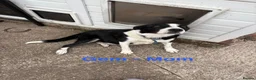 Border Collie dogs for sale: Boarder Collie puppies looking for active homes in Worcester - Advert 20