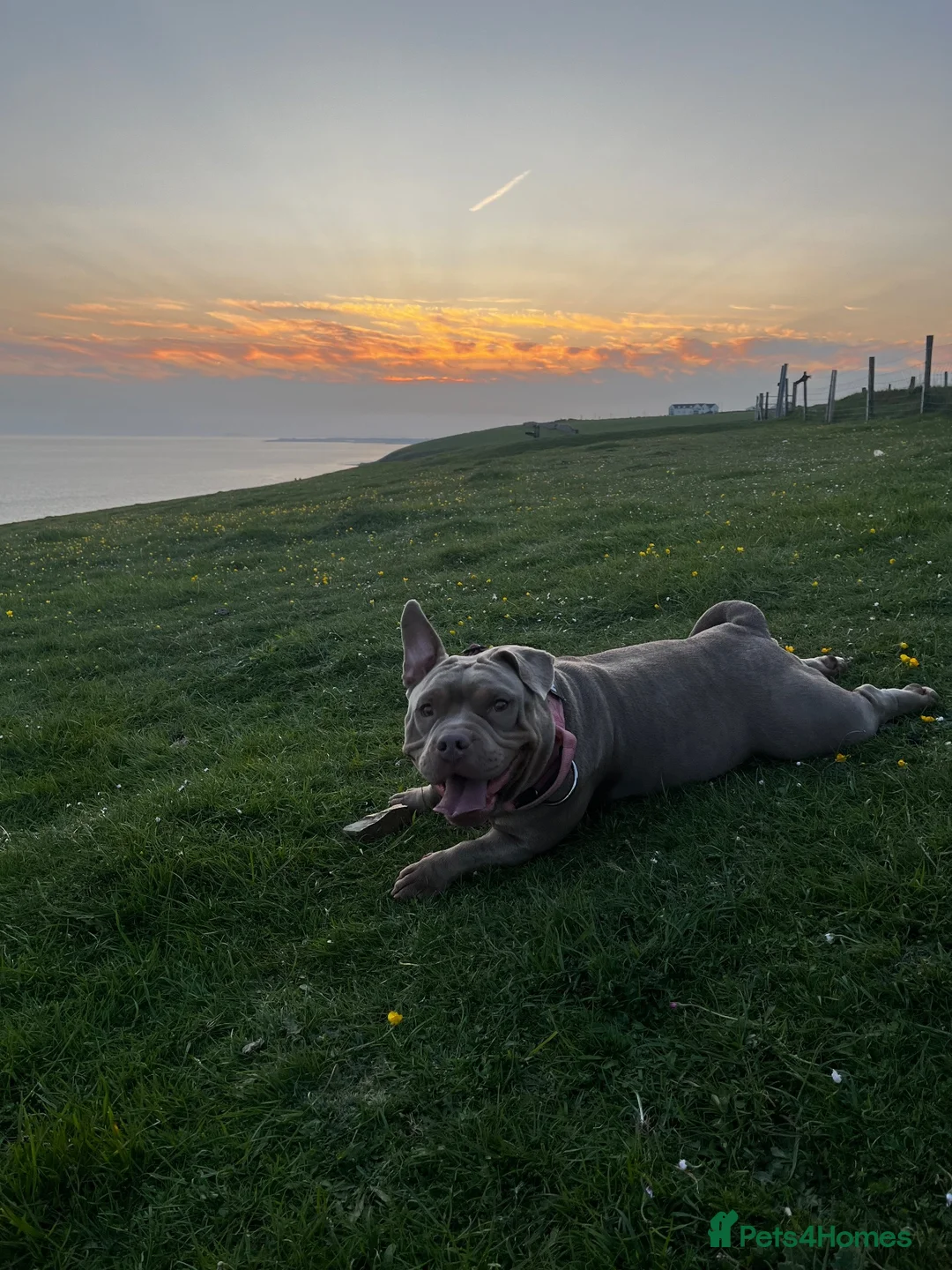 Mixed Breed dogs for sale: 5 year old micro bully - Advert 2