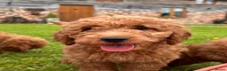 Mini Goldendoodle dogs for sale: Ready Now! Mini Irishdoodle health tested parents  - Advert 24