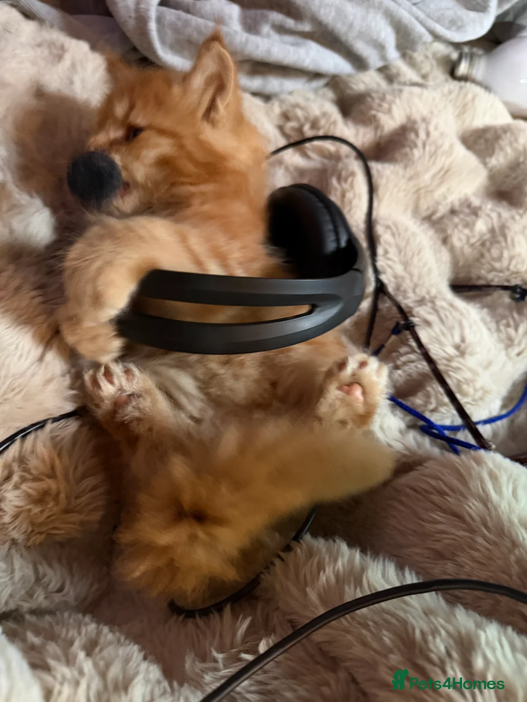 Maine Coon cats for sale: Rare ginger Maine Coon kittens - Advert 8