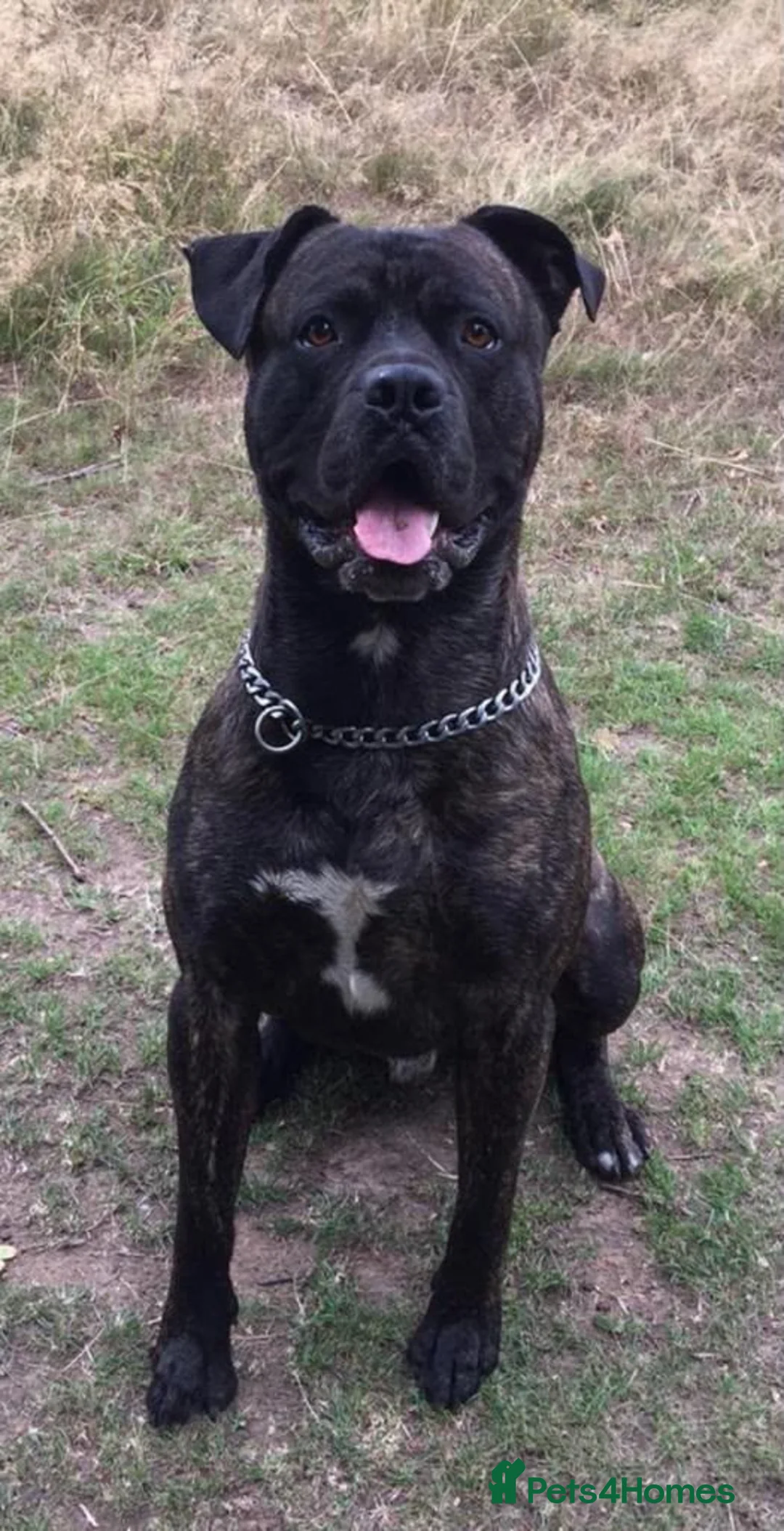 Cane Corso dogs for sale: Cane corso 10 weeks old £700  - Advert 2