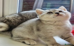 British Shorthair cats for sale: British shothair kittens  - Image 30