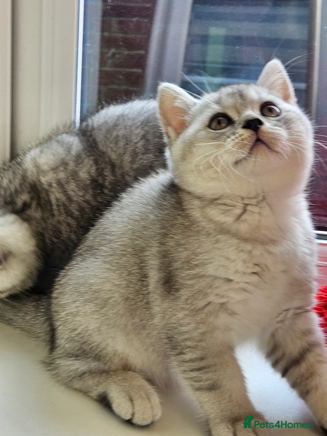 British Shorthair cats for sale: British shothair kittens  - Image 30