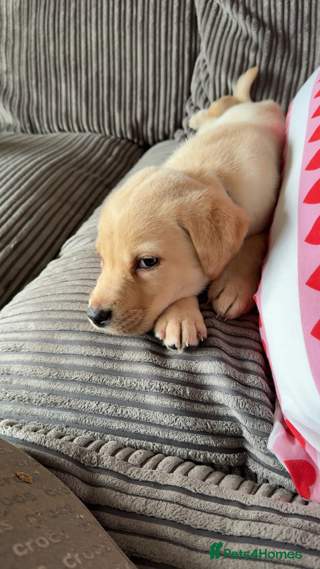 Labrador Retriever dogs for sale: Gus the Labrador  in Westbury - Advert 4