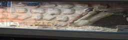 Bearded Dragon reptiles for sale: Full bearded dragon set with 2 dragons  in Bridgend - Advert 3