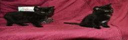 Mixed Breed cats for sale: Ragdoll Mixed Kittens - Advert 6