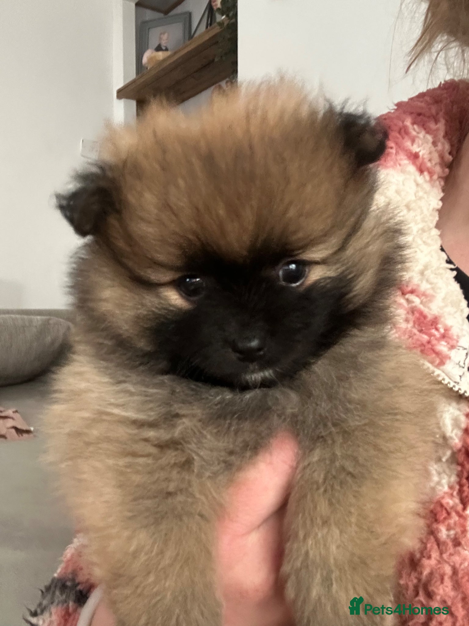 Pomeranian dogs  Teddy bear Pomeranian puppies  - Advert 2