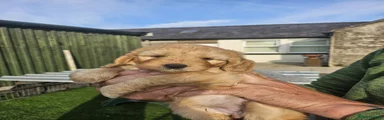 Cockapoo 2