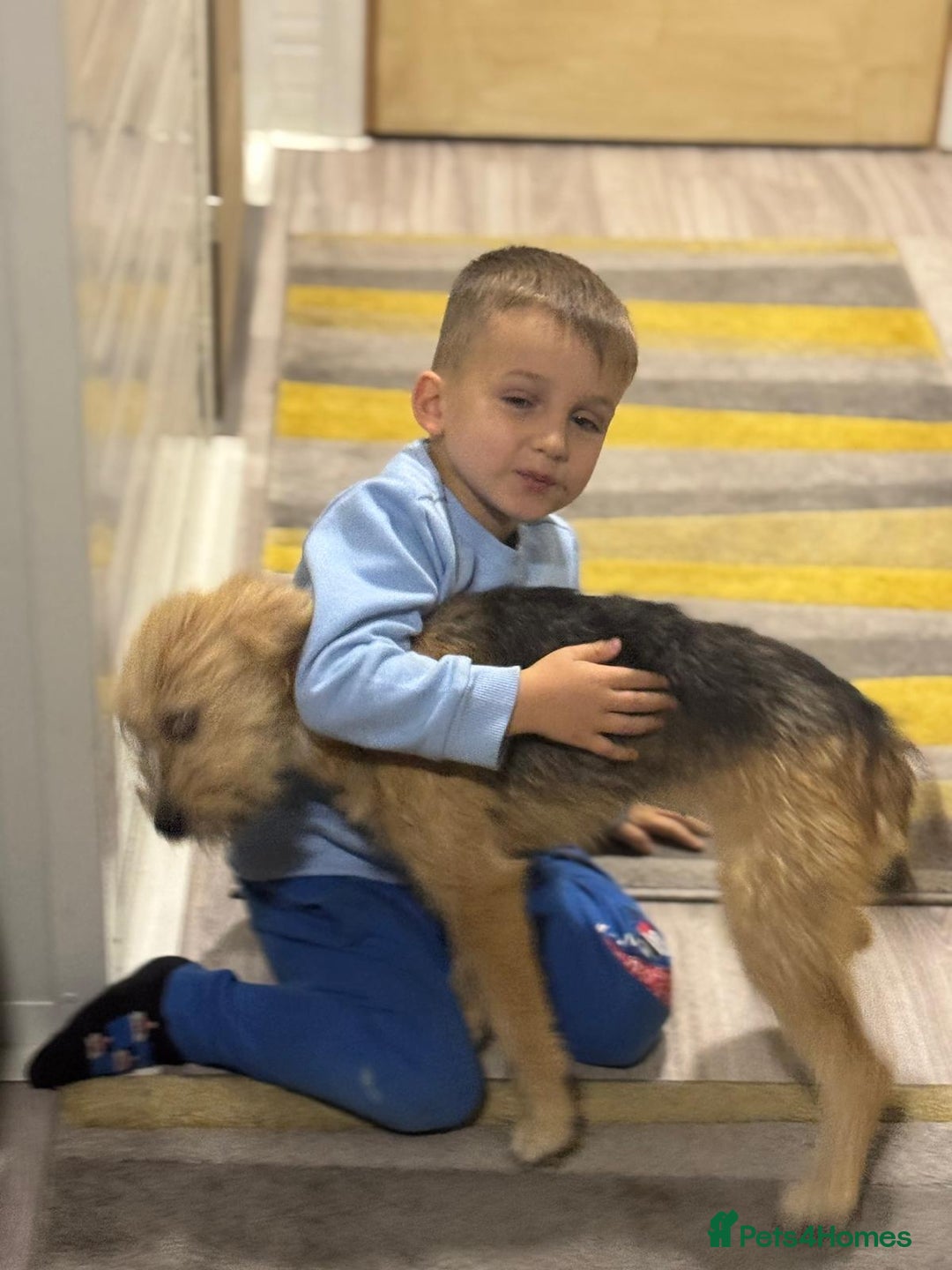 Yorkshire Terrier dogs for adoption: Sweet Daisy looking for LOVE  - Image 8