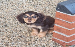 Cocker Spaniel dogs for sale: Gorgeous Chocolate & Sable Show Cocker Pups Ready - Image 23