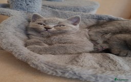 British Shorthair cats for sale: British short hair  - Image 14