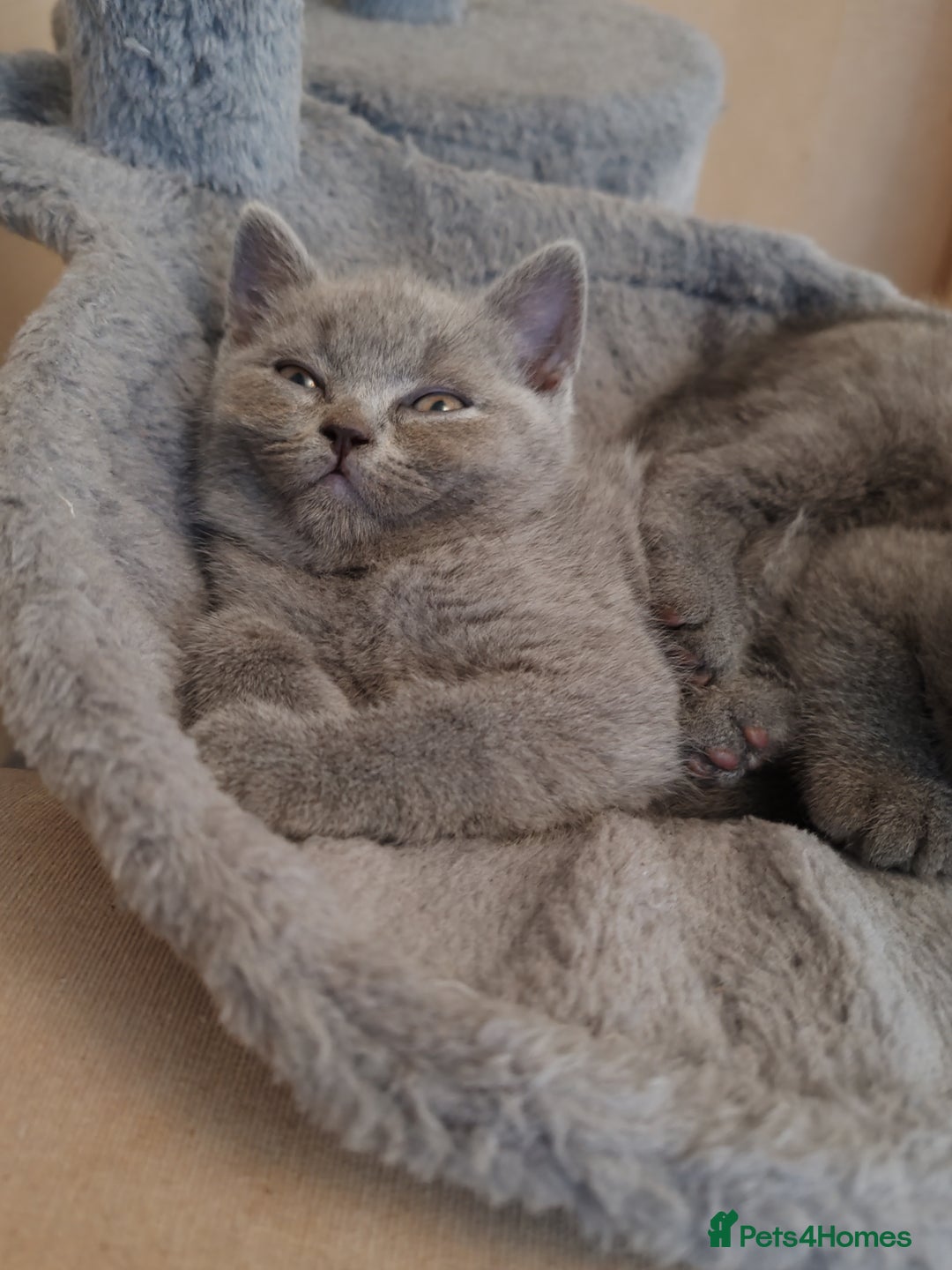 British Shorthair cats for sale: British short hair  - Image 14