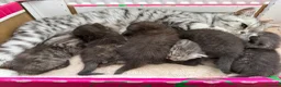 British Shorthair cats for sale: Stunning silver litter in Chatteris - Advert 9