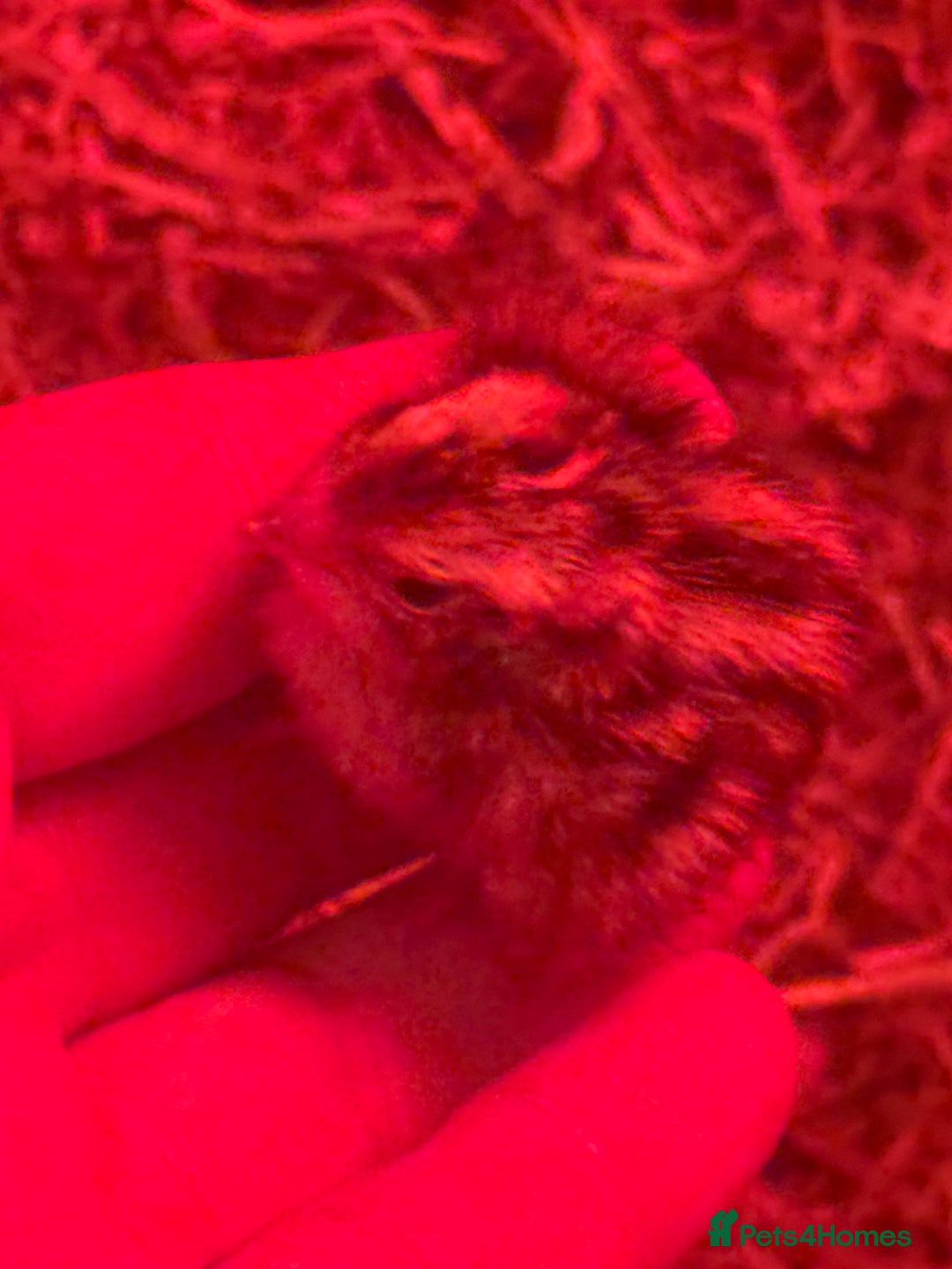 Quail poultry for sale: 3 MALE COTURNIX QUAIL, HATCHLINGS & EGGS FOR SALE - Advert 10