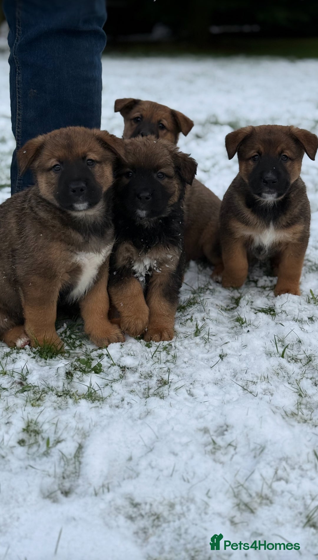 Mixed Breed dogs for sale: Bernese Mountain Dog/German Shepherd  - Advert 7