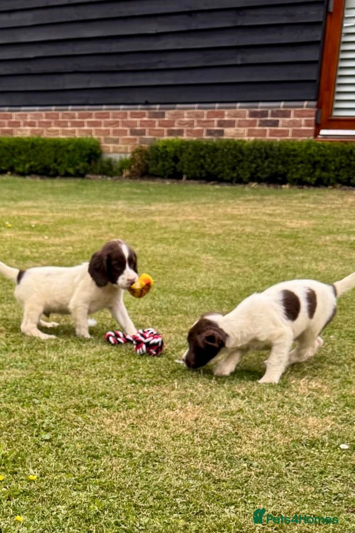 English Springer Spaniel dogs KCspringer spaniels ready next week Saturday - Advert 14