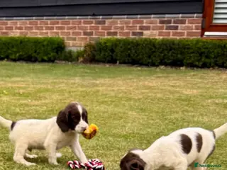 English Springer Spaniel dogs KCspringer spaniels ready next week Saturday - Advert 14