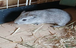 Guinea Pig rodents for sale: Sow Guinea Pigs for Sale £80 for the pair - Image 1