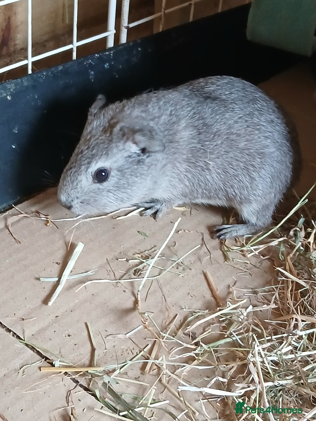 Guinea Pig rodents for sale: Sow Guinea Pigs for Sale £80 for the pair - Image 1