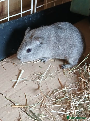 Guinea Pig rodents - Advert 5