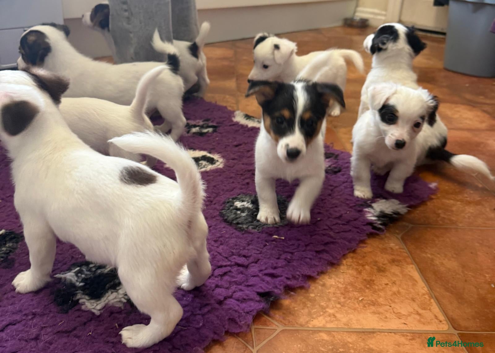 Jack Russell dogs Bred From Health Tested Parents. - Advert 1