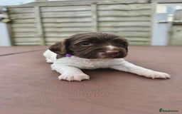 English Springer Spaniel dogs for sale: English Springer Spaniel pups - Image 3