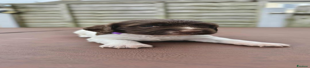 English Springer Spaniel Puppy 4