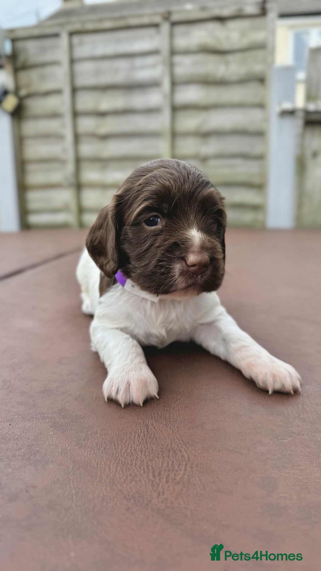 English Springer Spaniel dogs for sale: English Springer Spaniel pups - Image 3