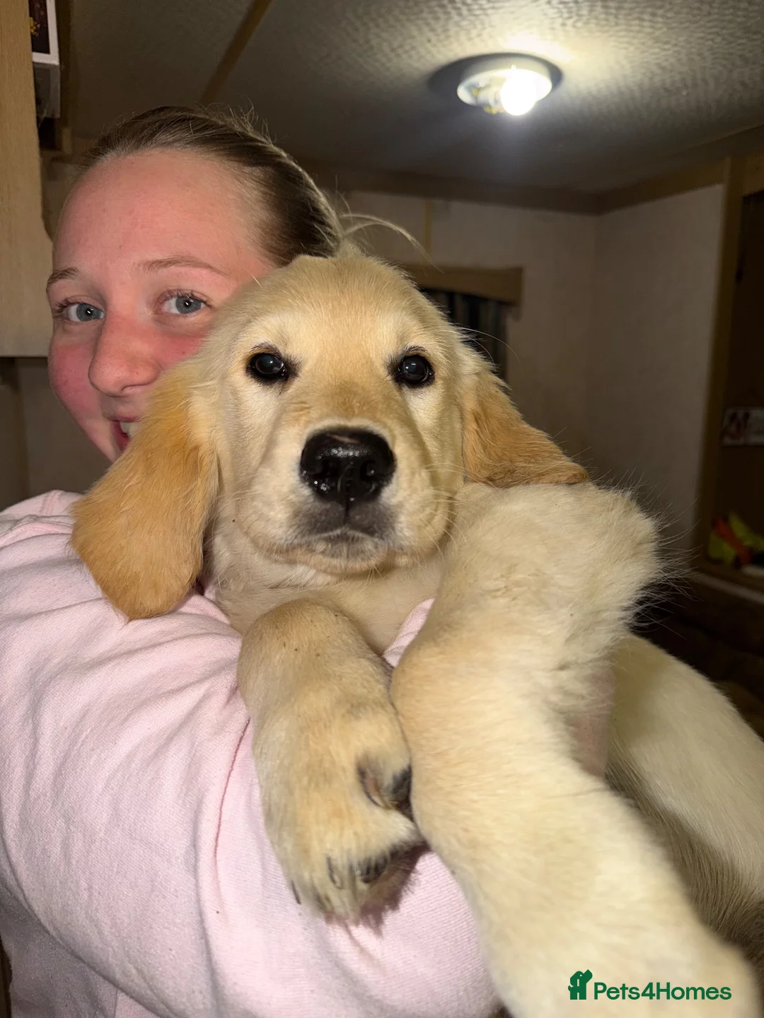 Golden Retriever dogs for sale: Fully vaccinated! Bryn Bach Golden X Angel Annwyl - Advert 2