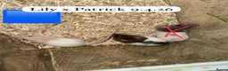Rat rodents for sale: Beautiful full size and dwarf rats ready now - Advert 6