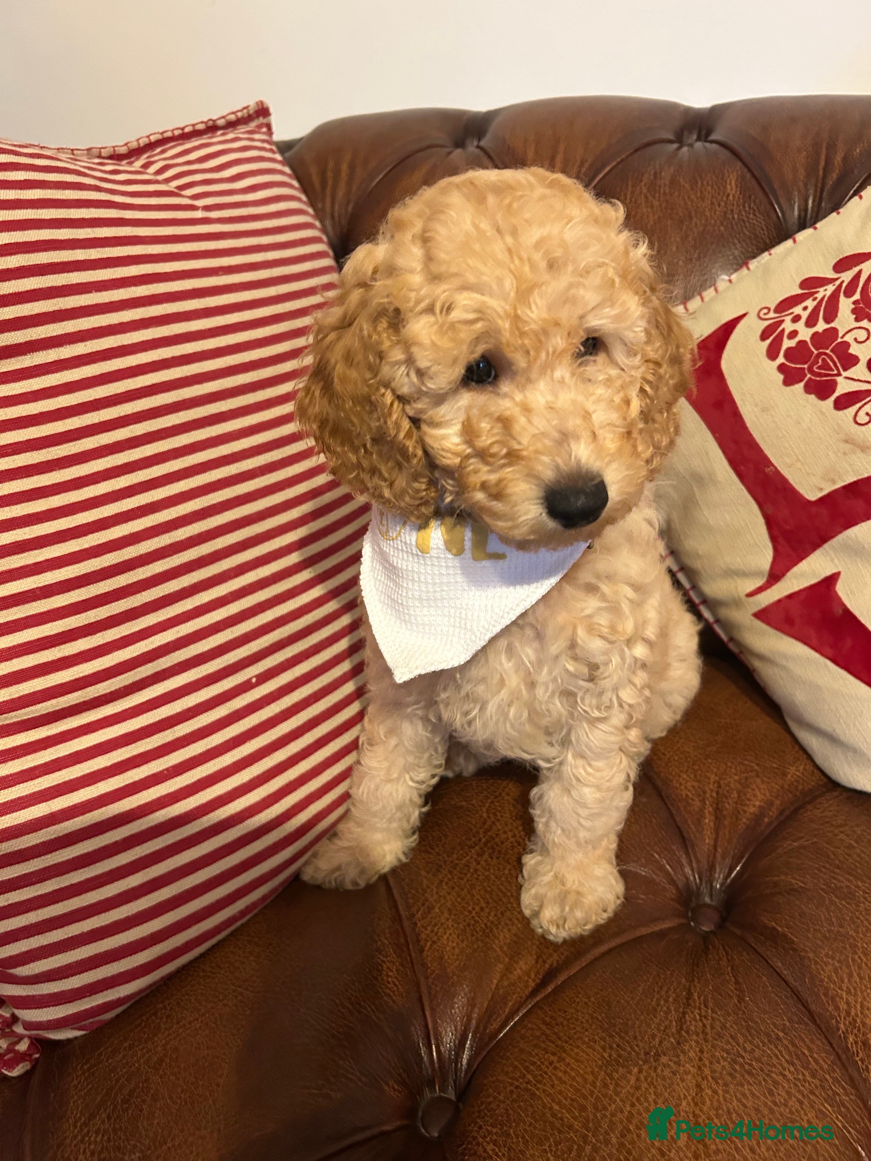 Miniature Poodle dogs KC REG MINIATURE POODLE PUPS  - Advert 5