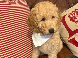 Miniature Poodle dogs KC REG MINIATURE POODLE PUPS - Advert 5