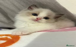 Ragdoll cats for sale: Blue eyes Blue-Bicolor kittens  - Image 8