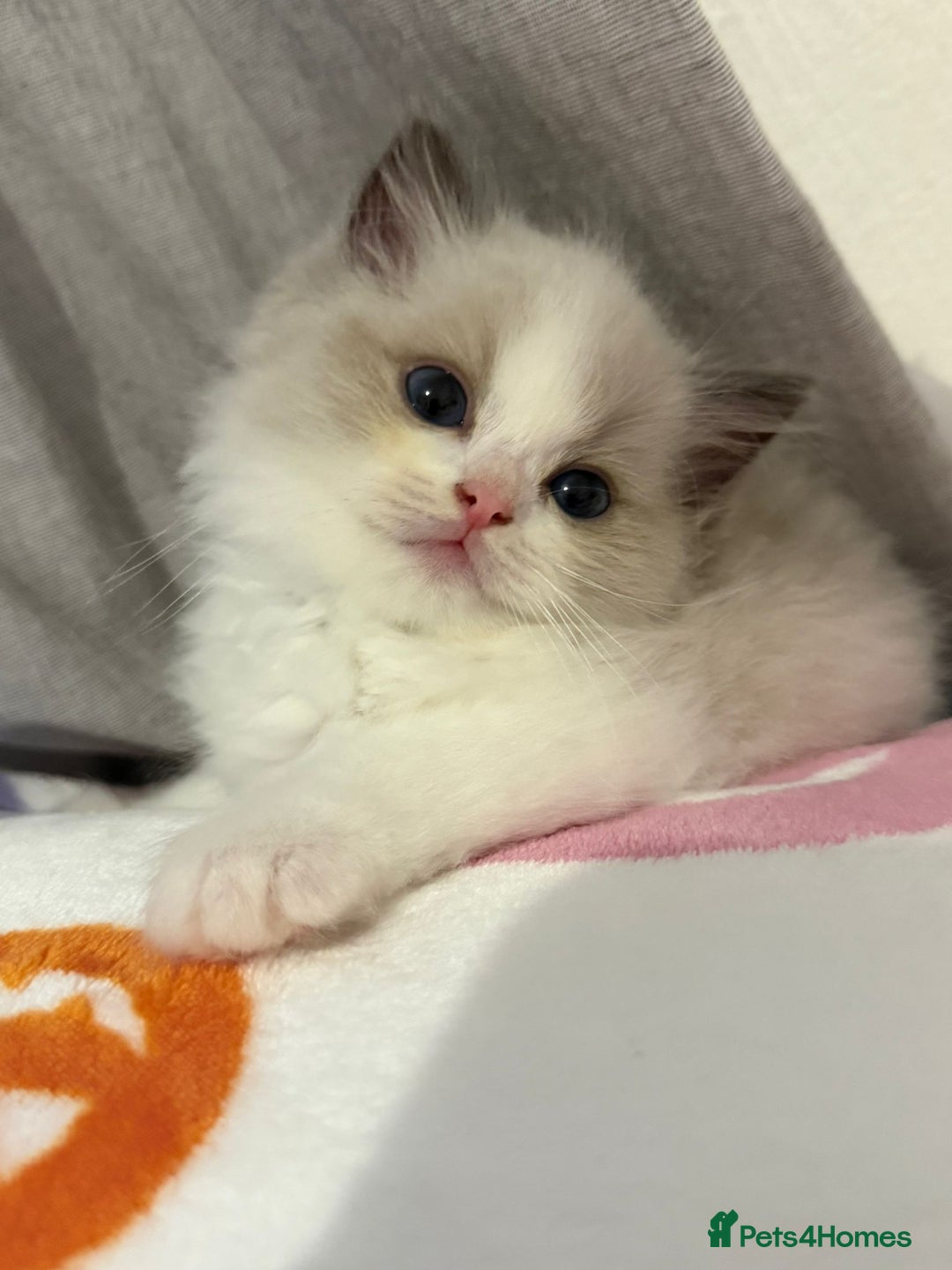 Ragdoll cats for sale: Blue eyes Blue-Bicolor kittens  - Image 8