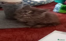 Maine Coon cats for sale: Maine coon kitten - Image 6
