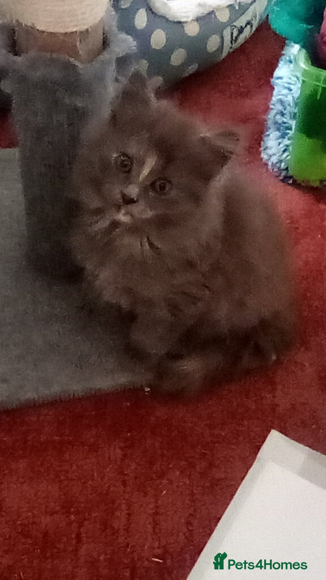 Maine Coon cats for sale: Maine coon kitten - Image 6