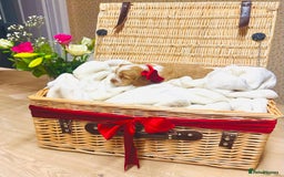Cocker Spaniel dogs for sale: ❤️ Beautiful cocker spaniel puppies for sale ❤️ - Image 3