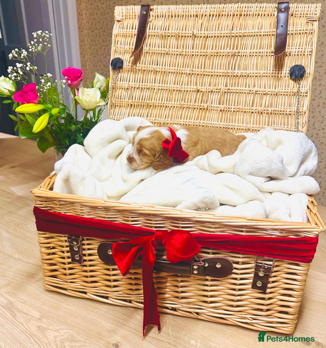 Cocker Spaniel dogs for sale: ❤️ Beautiful cocker spaniel puppies for sale ❤️ - Image 3