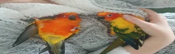 Conures birds for sale: Hand tame Sun conure (male I think) - Advert 2