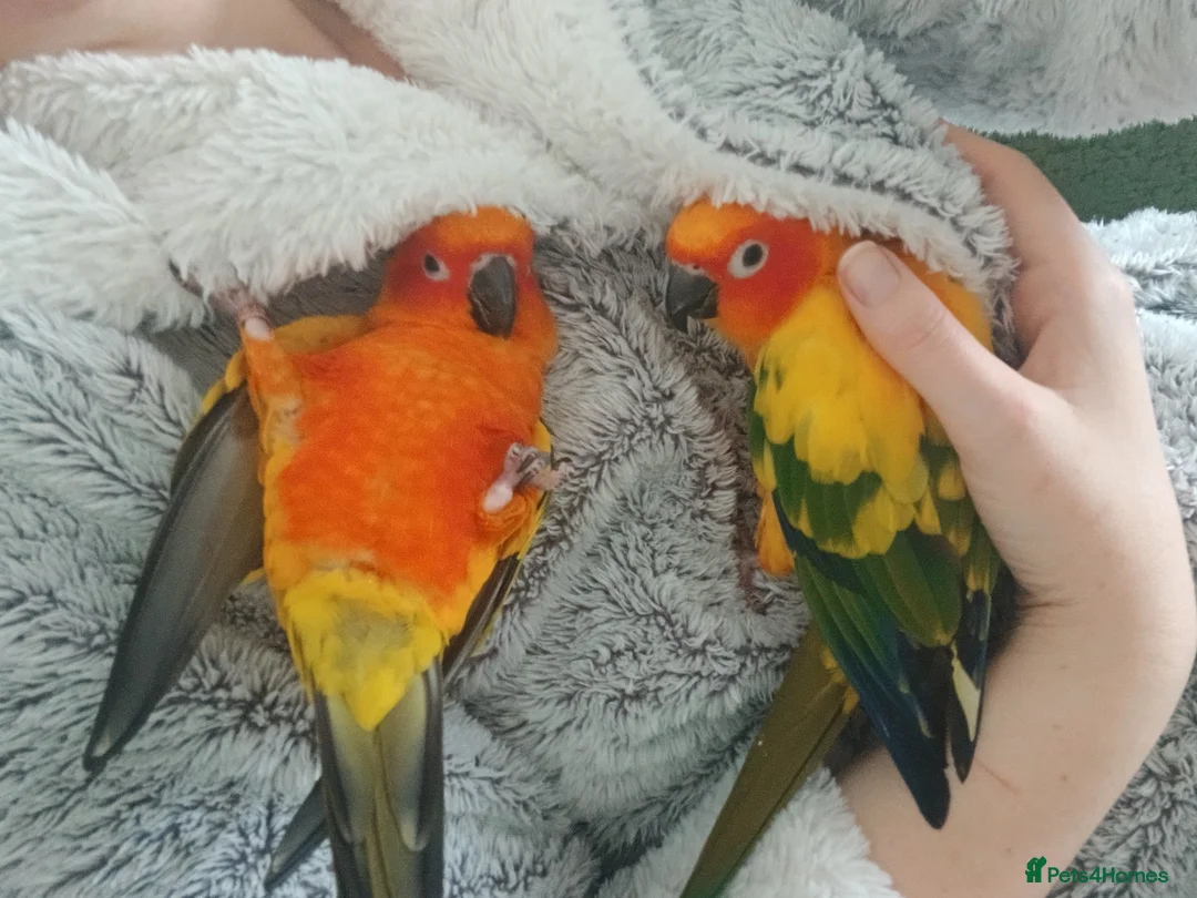 Conures birds for sale: Hand tame Sun conure (male I think) - Advert 2