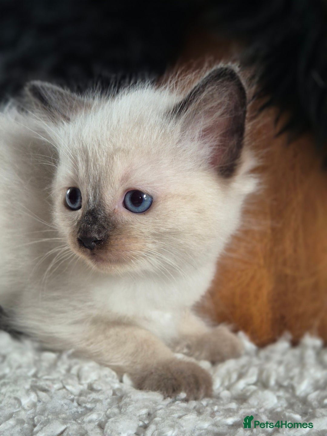 Ragdoll cats for sale: Quality Ragdoll Kittens - Image 7
