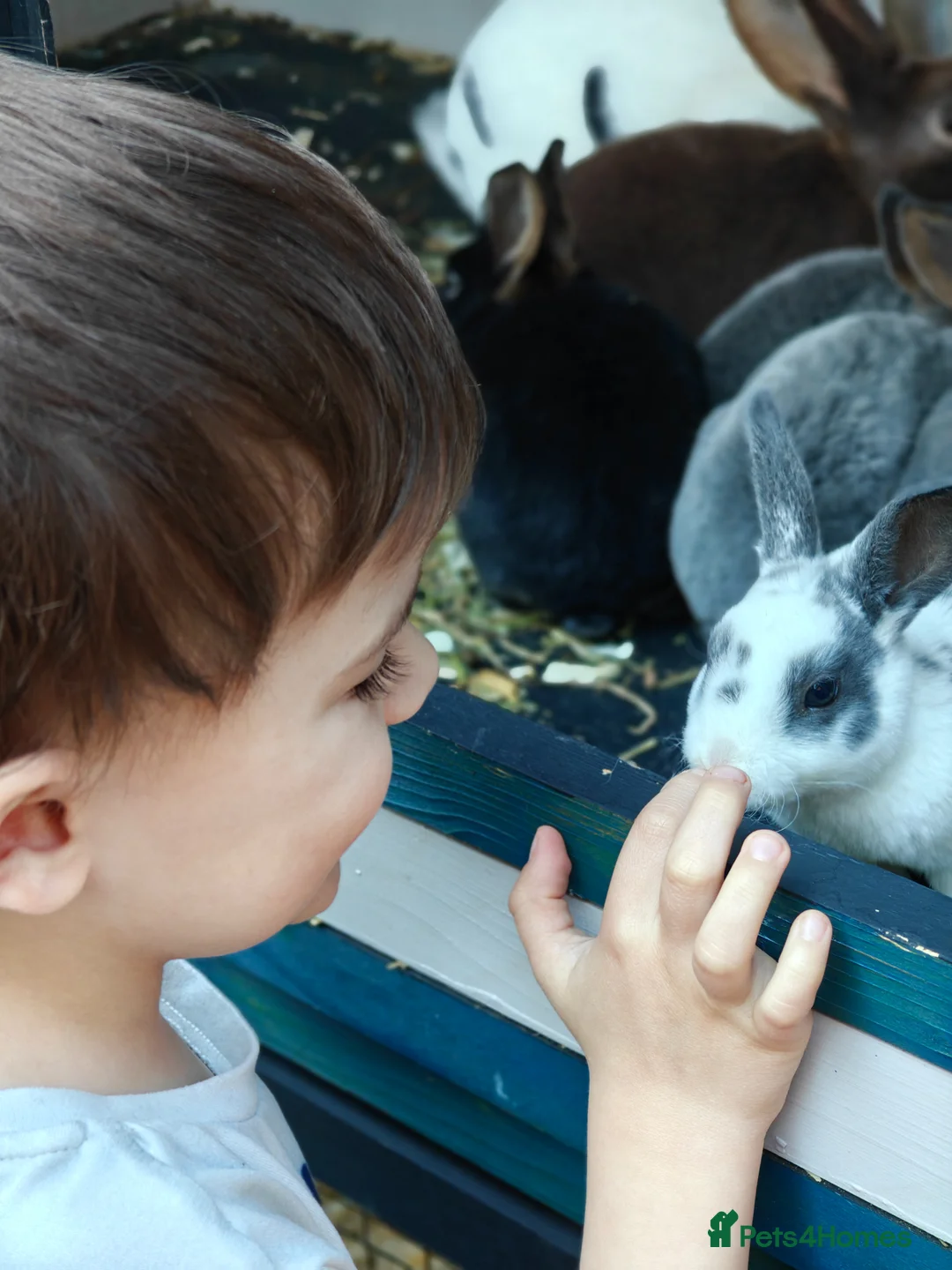 Rex rabbits for sale: Mini Rex Rabbits  - Advert 2