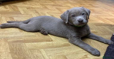 Labrador Retriever dogs - Advert 2
