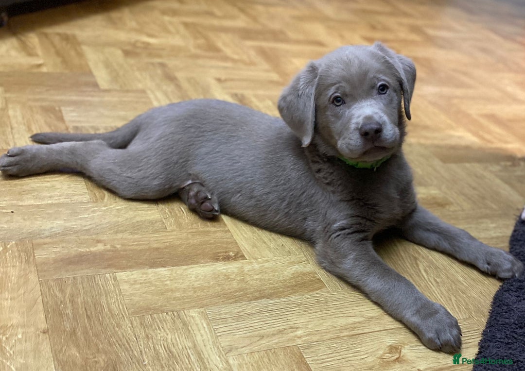 Labrador Retriever dogs for sale:  Ready for collection from today 🩶💚🩶   - Image 3