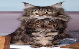 Maine Coon cats for sale: Beautiful torbie Maine Coon girls - Image 14