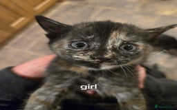 British Shorthair cats for sale: Beautifully marked kittens.  - Image 5